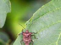 Rotbeinige Baumwanze